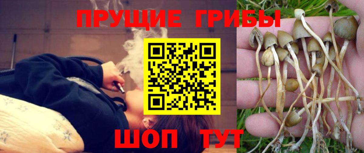 Псилоцибиновые грибы мицелий  Галлюциногенные грибы GOLDEN TEACHER  Вход с VPN  Туапсе 